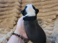 🖤 Charlie 🖤 , a male Boston Terrier for sale in Alvarado, TX – 4 of 7