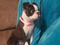 💜 Elfie 💜 AKC TINY TINY, a female Boston Terrier for sale in Alvarado, TX – 5 of 9