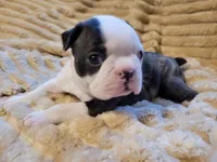 🩷 Bree 🩷 AKC, a female Boston Terrier for sale in Alvarado, TX – 4 of 5
