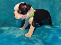 💚 Colt 💚 AKC, a male Boston Terrier for sale in Alvarado, TX – 4 of 4