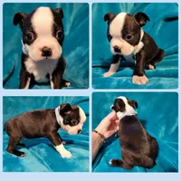 💙 Cowboy 💙 AKC *Perfect Markings*, a male Boston Terrier for sale in Alvarado, TX – 2 of 6