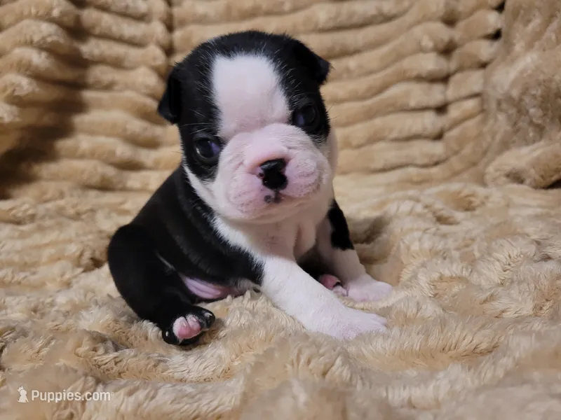 💜 Callie 💜 – Boston Terrier puppy for sale in Alvarado, TX