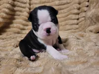 💜 Callie 💜, a female Boston Terrier for sale in Alvarado, TX – 1 of 5