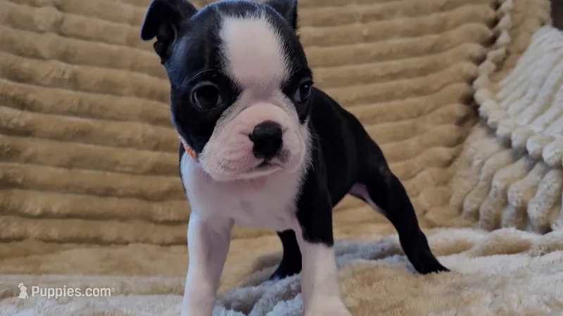 🧡 Cody 🧡 AKC *Perfect Markings* – Boston Terrier puppy for sale in Alvarado, TX