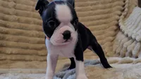 🧡 Cody 🧡 AKC *Perfect Markings*, a male Boston Terrier for sale in Alvarado, TX – 1 of 8