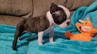 🖤 Peanut 🖤 Teeny Tiny, a male Boston Terrier for sale in Alvarado, TX – 5 of 5