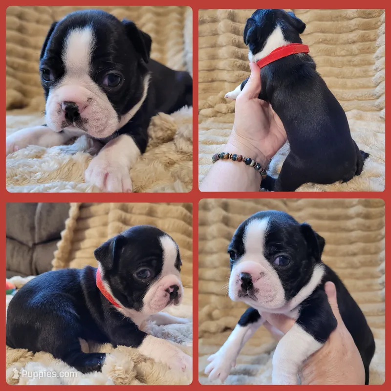 ❤️ Charlie ❤️ AKC – Boston Terrier puppy for sale in Alvarado, TX