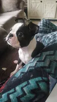 💜 Elfie 💜 AKC TINY , a female Boston Terrier for sale in Alvarado, TX – 9 of 10