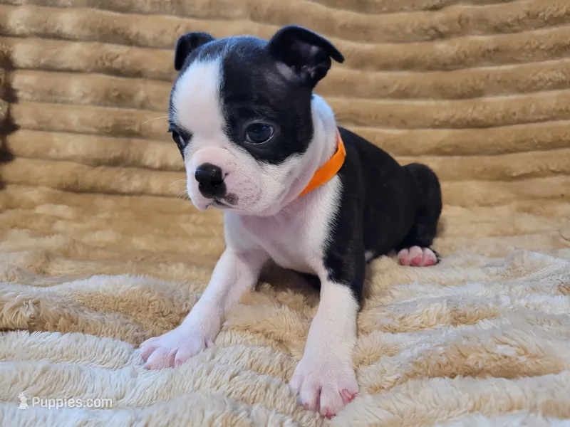 🧡 Cody 🧡 AKC *Perfect Markings* – Boston Terrier puppy for sale in Alvarado, TX