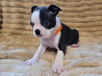 🧡 Cody 🧡 AKC *Perfect Markings*, a male Boston Terrier for sale in Alvarado, TX – 4 of 8