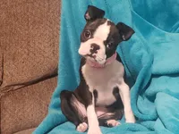 💜 Elfie 💜 AKC TINY TINY, a female Boston Terrier for sale in Alvarado, TX – 3 of 9