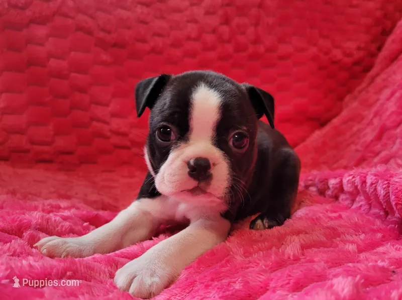 💛 Cookie 💛 AKC – Boston Terrier puppy for sale in Alvarado, TX