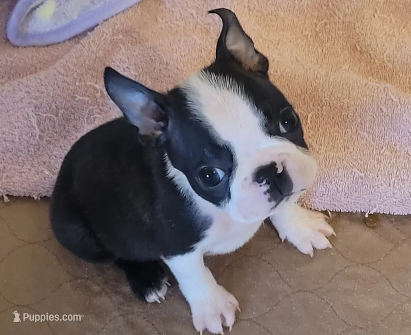 🖤 Tater Tot 🖤 Teeny Tiny – Boston Terrier puppy for sale in Alvarado, TX