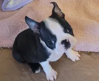 🖤 Tater Tot 🖤 Teeny Tiny, a male Boston Terrier for sale in Alvarado, TX – 1 of 5