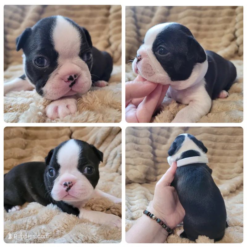 💟 CiCi 💟 AKC – Boston Terrier puppy for sale in Alvarado, TX