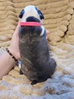 🩷 Bree 🩷 AKC, a female Boston Terrier for sale in Alvarado, TX – 2 of 5