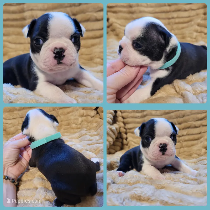 🌷 Bella 🌷  AKC – Boston Terrier puppy for sale in Alvarado, TX
