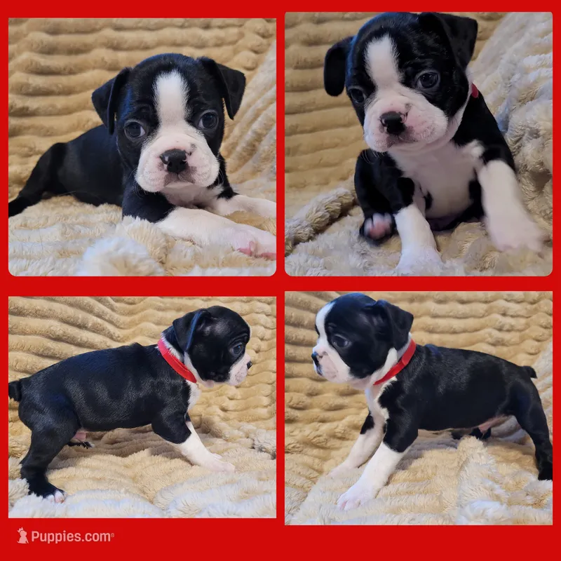 ❤️ Charlie ❤️ AKC – Boston Terrier puppy for sale in Alvarado, TX