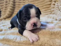 ❤️ Carter ❤️, a male Boston Terrier for sale in Alvarado, TX – 2 of 7