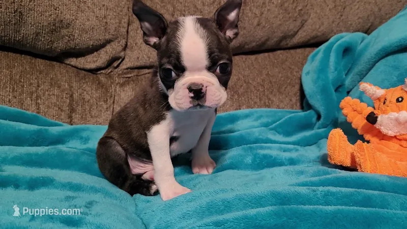 🖤 Peanut 🖤 Teeny Tiny – Boston Terrier puppy for sale in Alvarado, TX