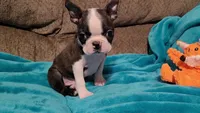 🖤 Peanut 🖤 Teeny Tiny, a male Boston Terrier for sale in Alvarado, TX – 1 of 5