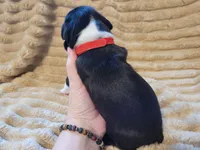 ❤️ Carter ❤️, a male Boston Terrier for sale in Alvarado, TX – 5 of 7