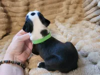 💚 Colt 💚 AKC, a male Boston Terrier for sale in Alvarado, TX – 6 of 6