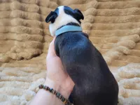 💙 Cowboy 💙 AKC, a male Boston Terrier for sale in Alvarado, TX – 6 of 6
