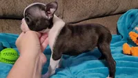 🖤 Peanut 🖤 Teeny Tiny, a male Boston Terrier for sale in Alvarado, TX – 2 of 5