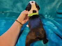 💚 Colt 💚 AKC, a male Boston Terrier for sale in Alvarado, TX – 3 of 4