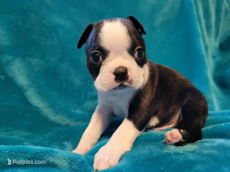 🧡 Cody 🧡 AKC – Boston Terrier puppy for sale in Alvarado, TX
