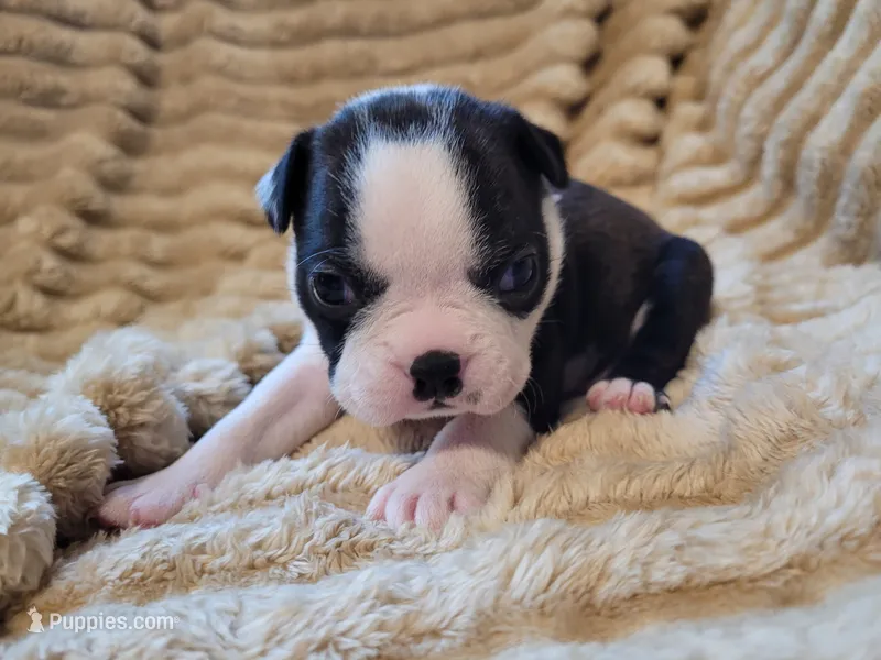 🧡 Cody 🧡 – Boston Terrier puppy for sale in Alvarado, TX