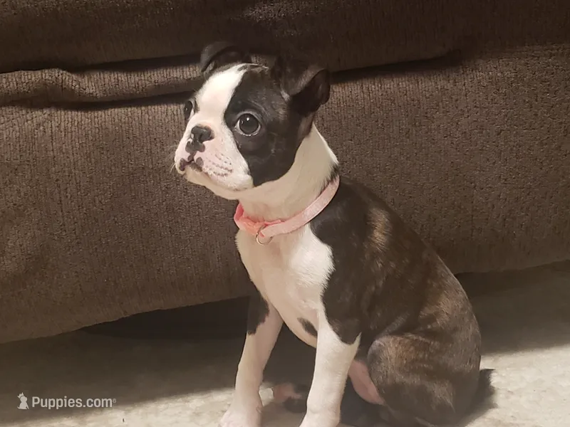 💜 Elfie 💜 AKC TINY TINY – Boston Terrier puppy for sale in Alvarado, TX