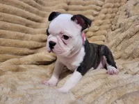 🩷 Bree 🩷  AKC *Last Female*, a female Boston Terrier for sale in Alvarado, TX – 4 of 6