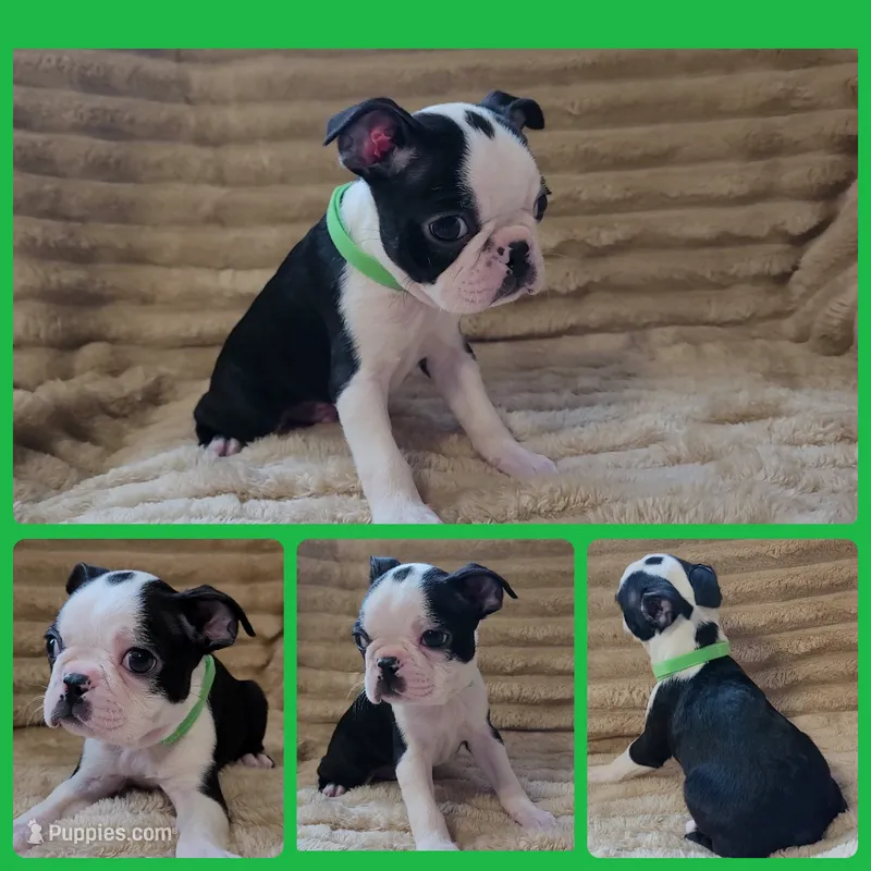 💚 Colt 💚 AKC *Smooshy Face* – Boston Terrier puppy for sale in Alvarado, TX