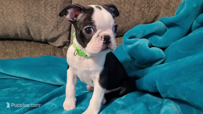 💚 Colt 💚 AKC *Very Small* – Boston Terrier puppy for sale in Alvarado, TX