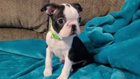 💚 Colt 💚 AKC *Very Small*, a male Boston Terrier for sale in Alvarado, TX – 1 of 8