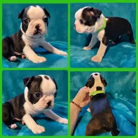 💚 Colt 💚 AKC *Smooshy Face*, a male Boston Terrier for sale in Alvarado, TX – 2 of 2