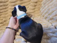 💙 Cowboy 💙 AKC Tuxedo, a male Boston Terrier for sale in Alvarado, TX – 6 of 7