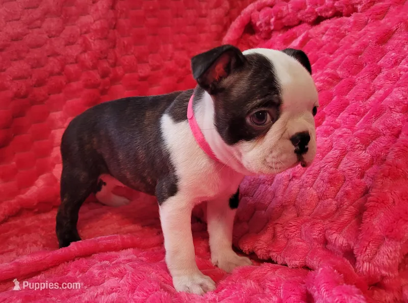 🩷 Bree 🩷 AKC – Boston Terrier puppy for sale in Alvarado, TX