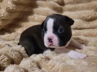 💛 Cookie 💛, a female Boston Terrier for sale in Alvarado, TX – 2 of 7