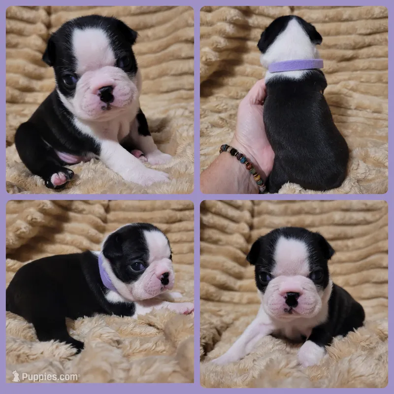 Purple – Boston Terrier puppy for sale in Alvarado, TX