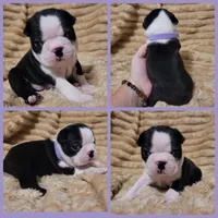 Purple, a female Boston Terrier for sale in Alvarado, TX – 1 of 1