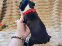 ❤️ Charlie ❤️ AKC, a male Boston Terrier for sale in Alvarado, TX – 6 of 6
