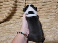 💟 CiCi 💟, a female Boston Terrier for sale in Alvarado, TX – 5 of 6