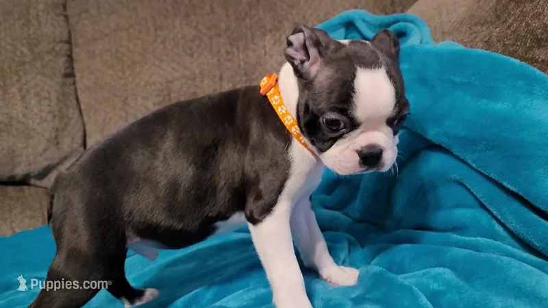 🧡 Cody 🧡 AKC *Perfect Markings* – Boston Terrier puppy for sale in Alvarado, TX