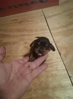 MALE , a male Miniature Dachshund for sale in Hardinsburg, KY – 2 of 3