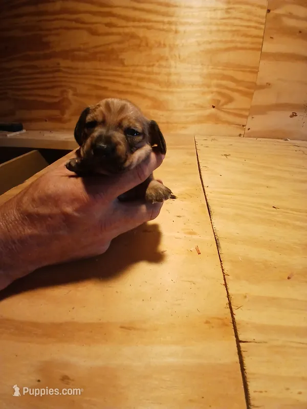 Female 2 – Miniature Dachshund puppy for sale in Hardinsburg, KY