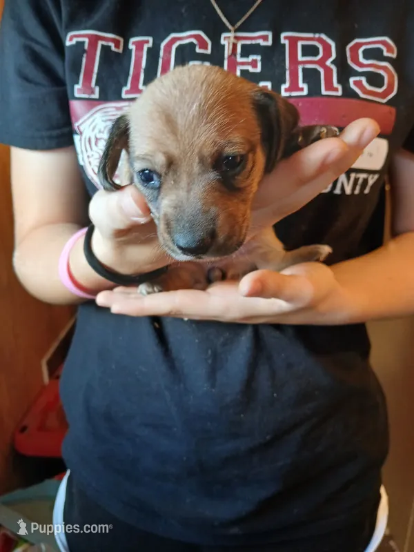 Female 2 – Miniature Dachshund puppy on hold in Hardinsburg, KY