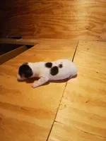 Female 1, a female Miniature Dachshund for sale in Hardinsburg, KY – 2 of 2